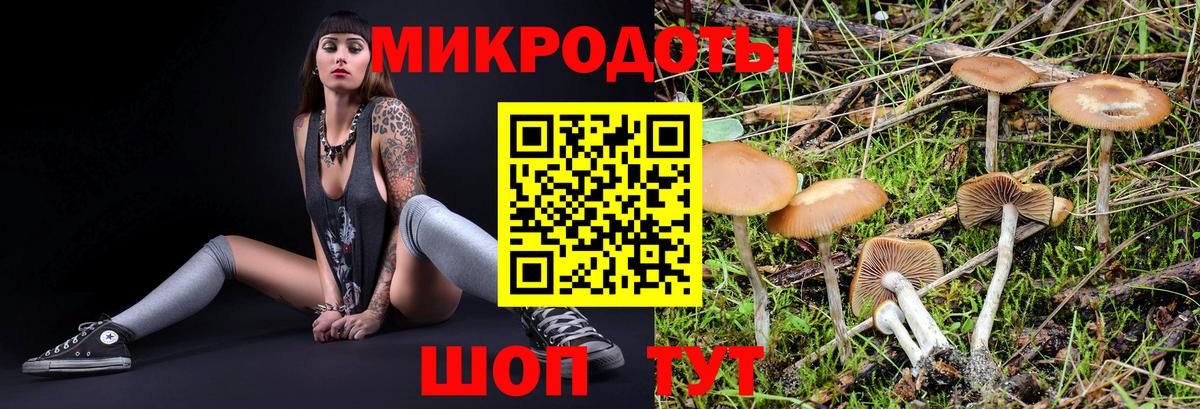Галлюциногенные грибы Psilocybe Назрань